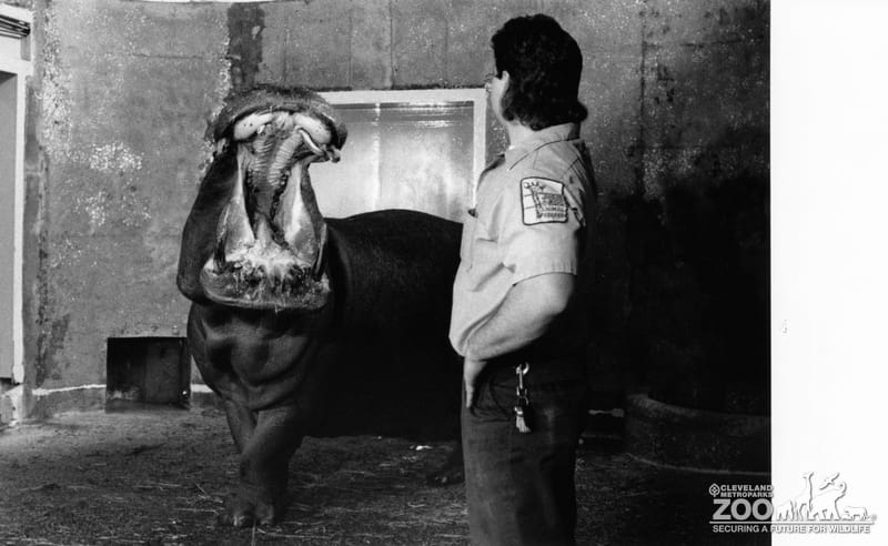 Hippopotamus, Nile Blackie