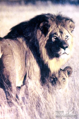 Lions, African In The Bush 
