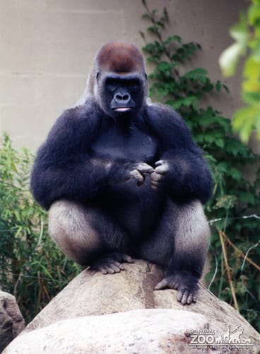 Gorilla, Western Lowland4