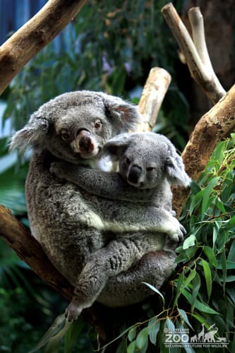 Young Koala with Mother