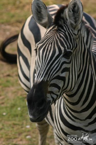 Zebra Close Up