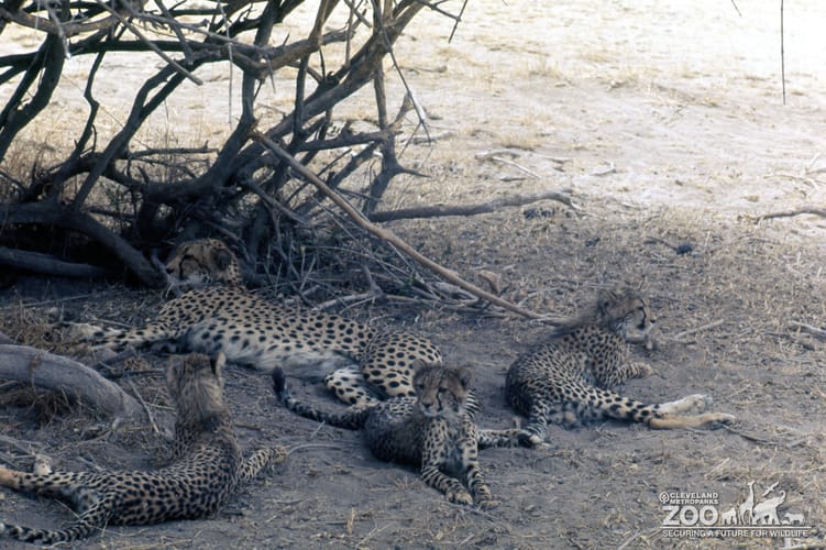 Cheetahs Lying Down