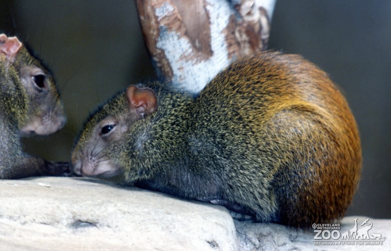 Two Agouti