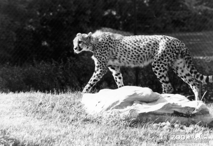 Cheetah on Rocks 2