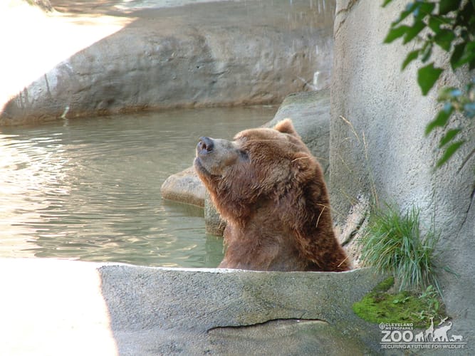 Grizzly in Water Side View
