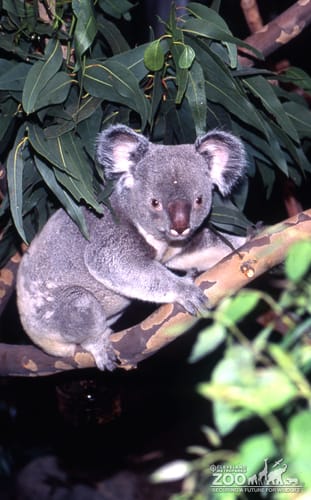 Koala, Queensland4