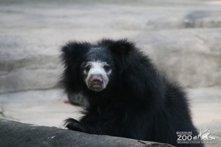 Sloth Bear Looks Towards Camera