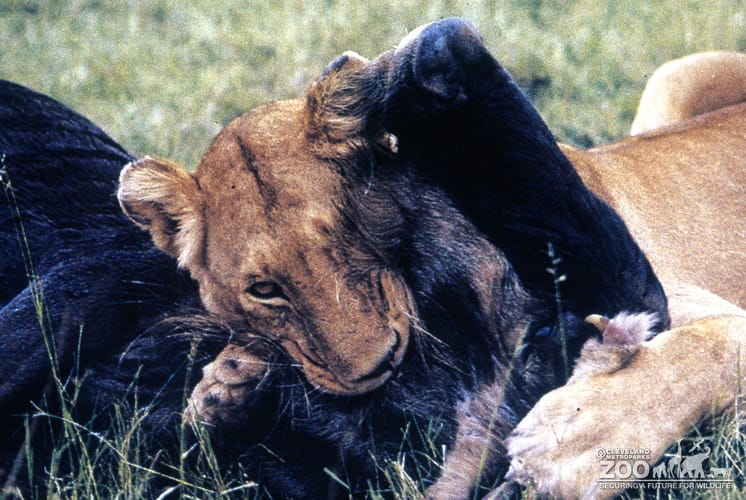 Lioness, African Taking Down Her Kill 