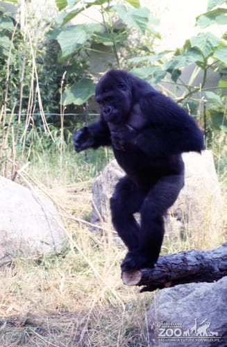 Gorilla, Western Lowland Standing On Log