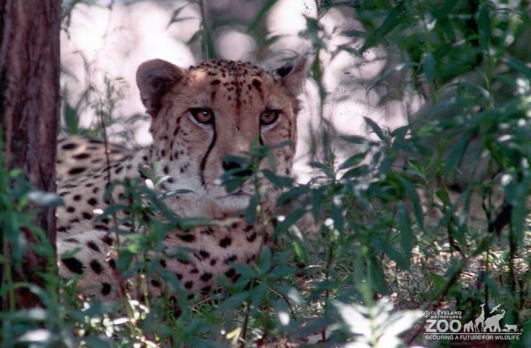 Cheetah Hiding
