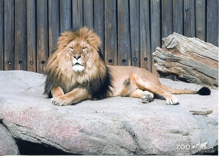 Lion on Rock