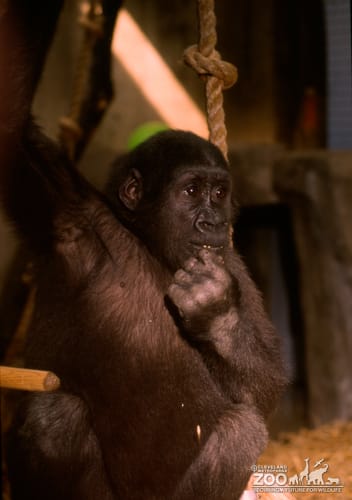 Gorilla, Western Lowland Little Joe Up Close