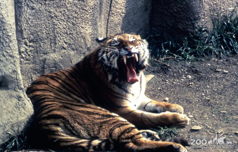 Tiger, Siberian Showing His Teeth