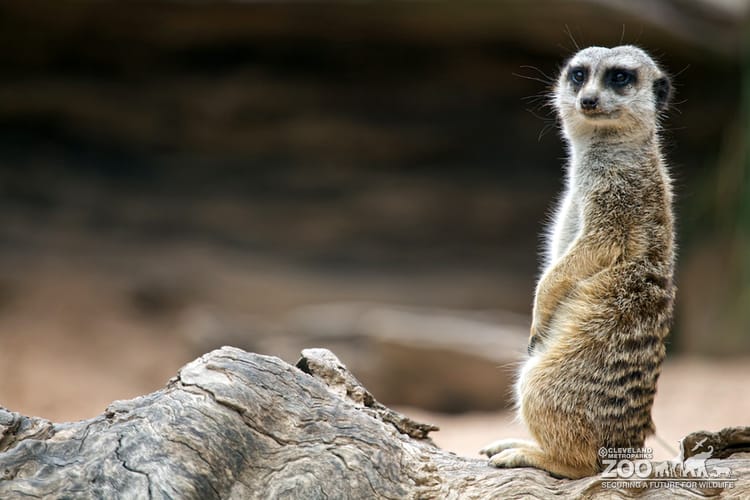 Meerkat to the Right