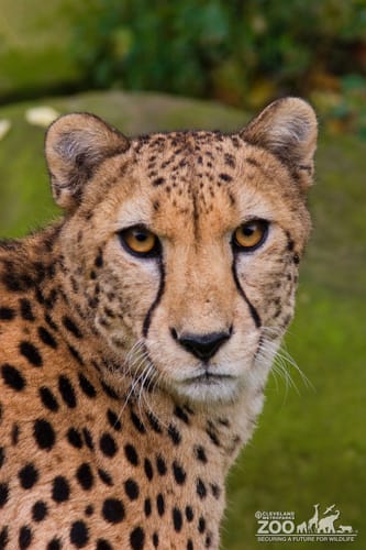 Cheetah Turns and Looks