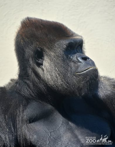 Western Lowland Gorilla Profile