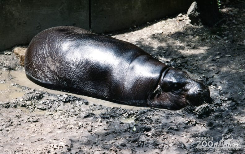 Hippopotamus, Nile6