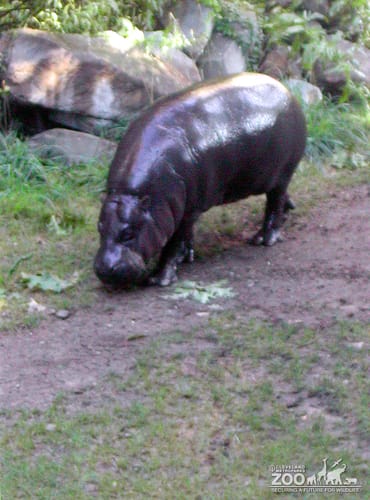 Hippopotamus, Nile7