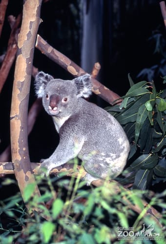 Koala, Queensland Sitting On A Branch Looking left