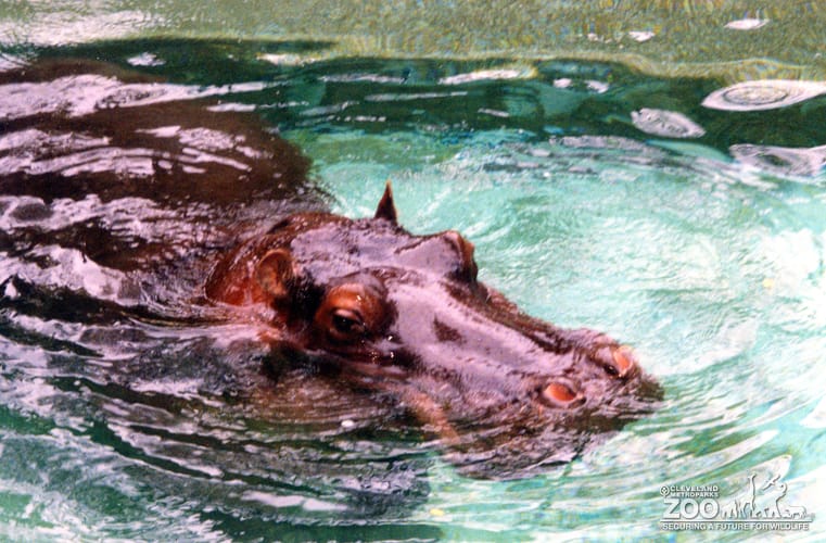 Hippopotamus, Nile15