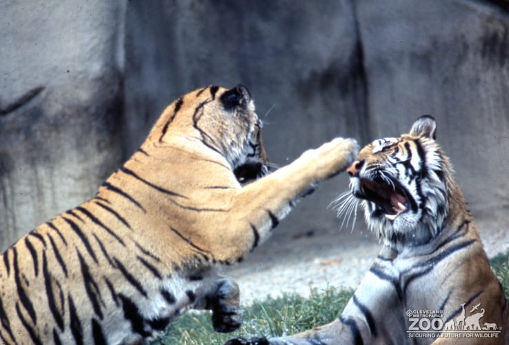 Tigers, Siberian Playing 