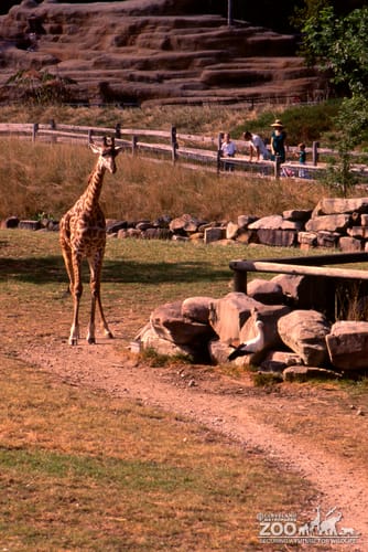 Giraffe, Masai Watching Bird