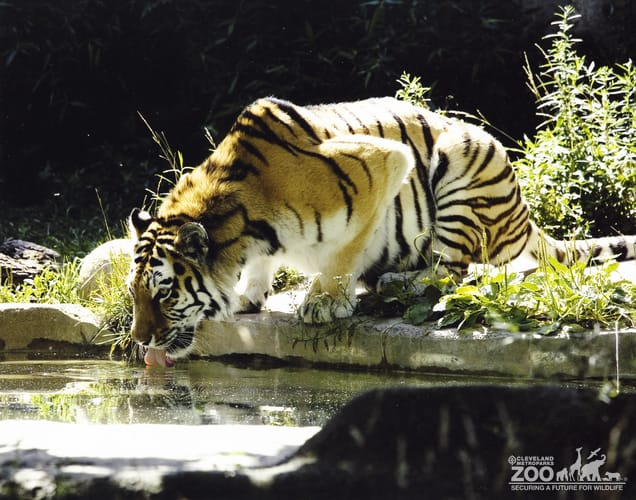 Tiger Drinking 2