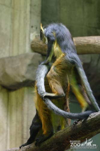 Wolf's Guenon Pair 6