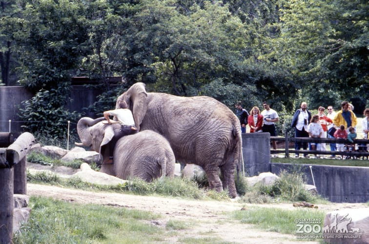 Elephants, African Keeper Training Session 