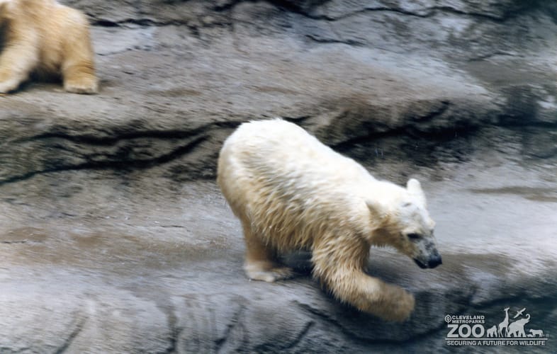 Polar Bear Running