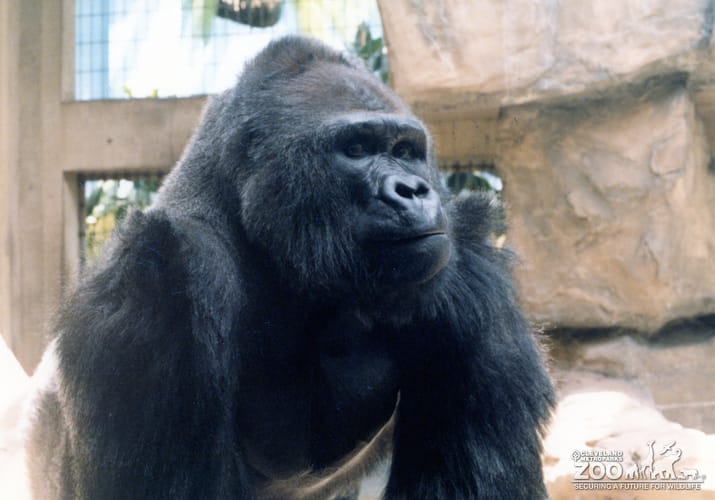 Gorilla, Western Lowland20