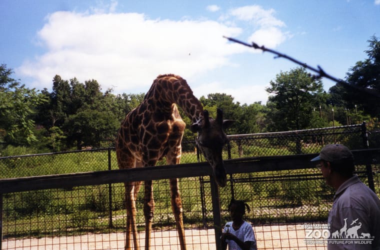 Giraffe, Masai Bending