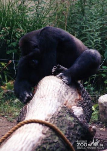 Gorilla, Western Lowland10