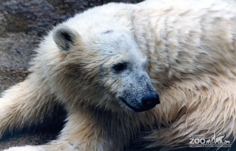 Polar Bear Up Close Of Face Looking Left