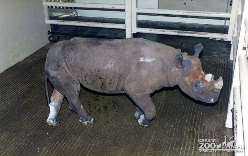 Black Rhinoceros In Profile 2 