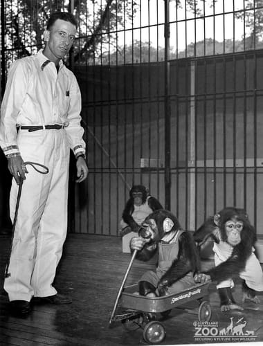 1950's - Keeper and Infant Chimpanzees (2)