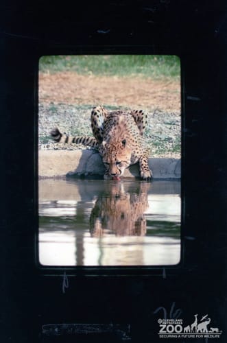 Cheetah Drinking