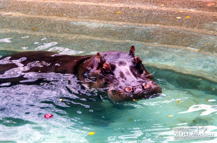 Hippopotamus, Nile12