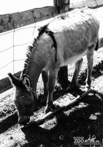Donkey, Miniature 3