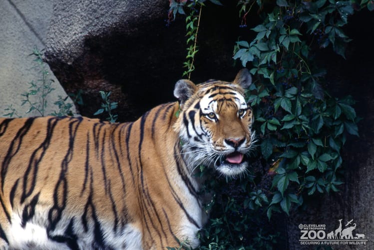 Tiger, Siberian Side View Head Turned Right
