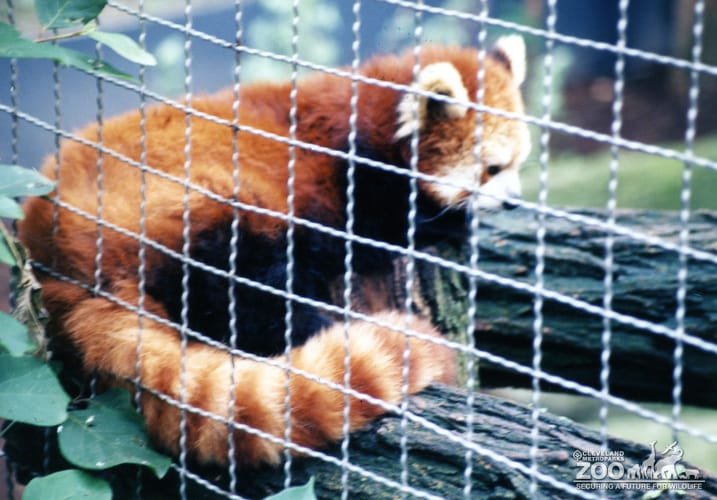 Red Panda Side Profile