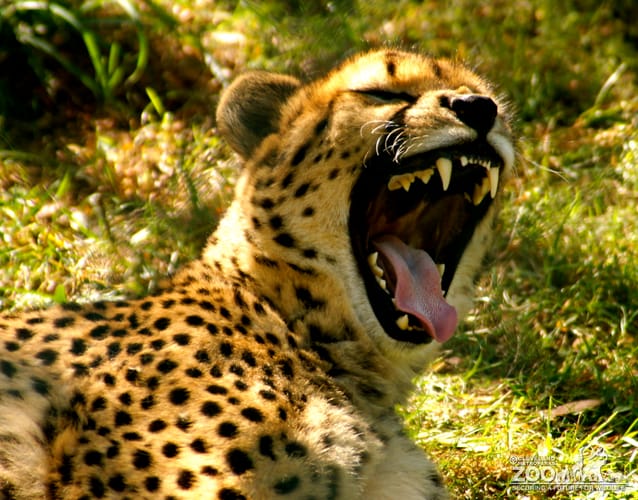 Cheetah Yawning