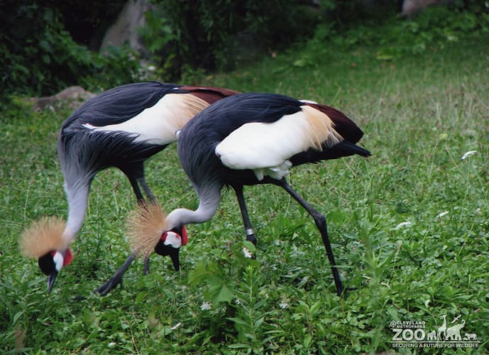 Cranes, African Crowned