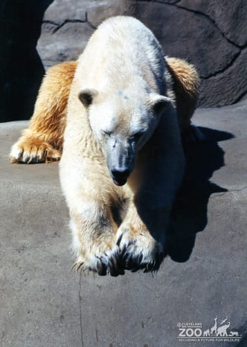 Polar Bear Looking Down