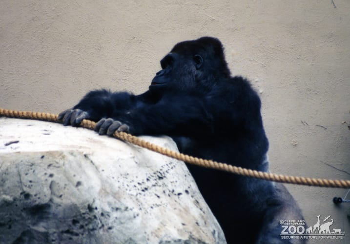 Gorilla, Western Lowland9