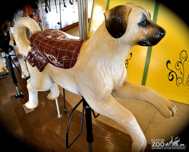 Anatolian Shepherd Puppy - Carousel