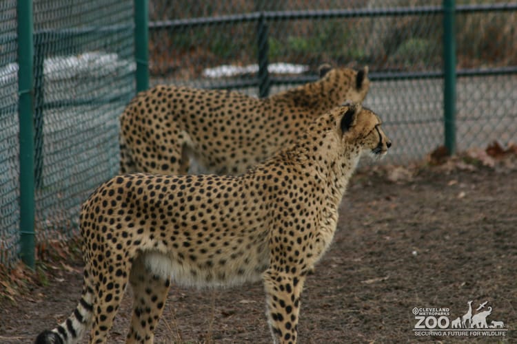 Cheetah Pair