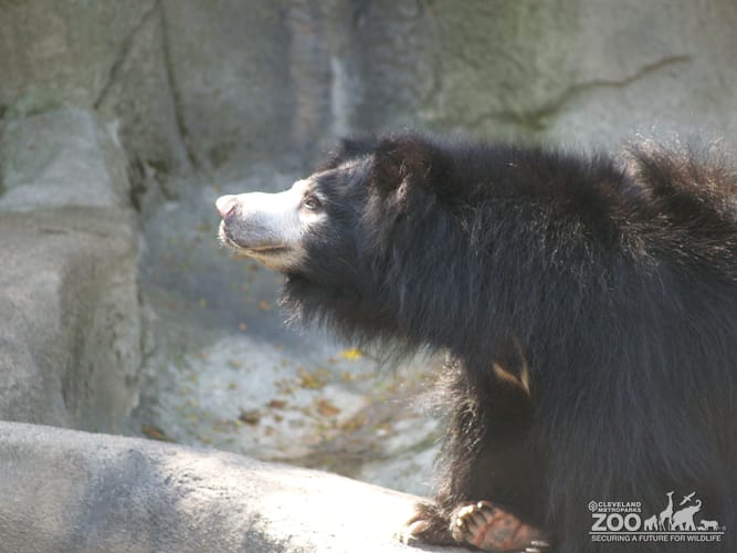 Sloth Bear Sniffing 