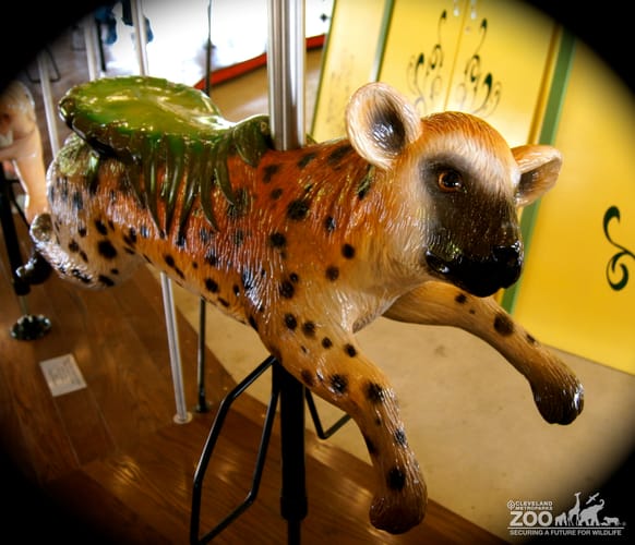 Spotted Hyena - Carousel