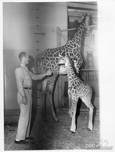 1959 - Giraffe and Baby and Keeper